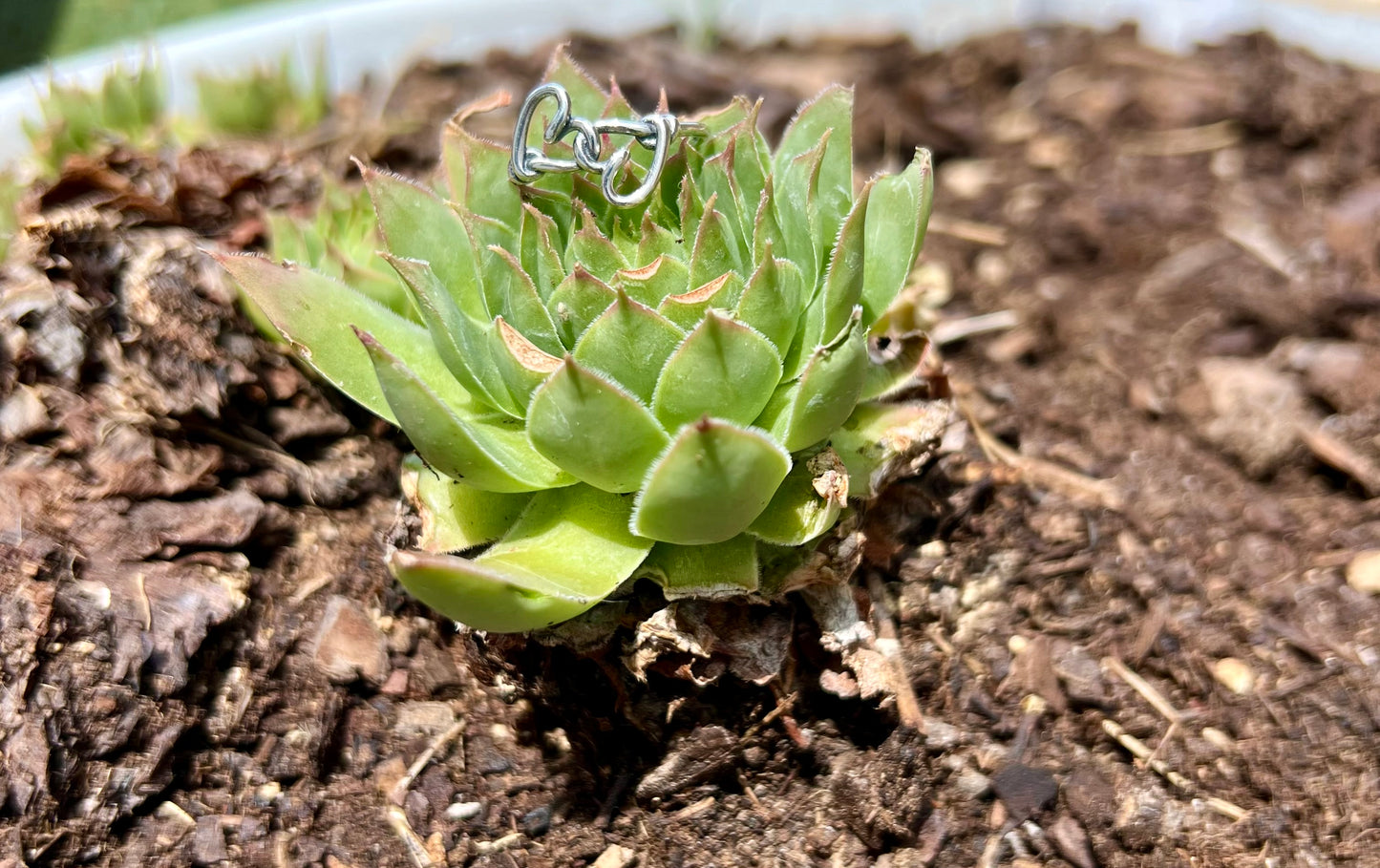 Double Heart Ring